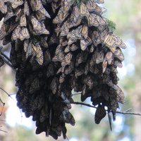 Monarch Butterfly Biosphere Reserve