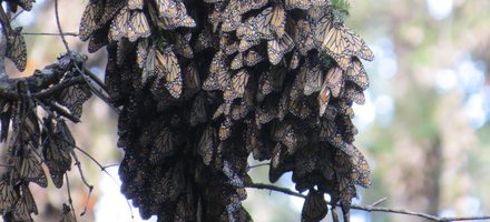 Monarch Butterfly Biosphere Reserve