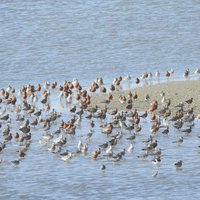 Wadden Sea