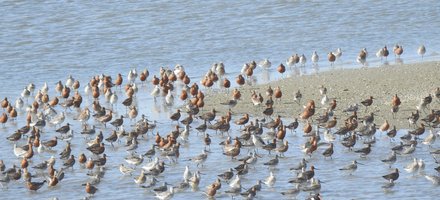 Wadden Sea