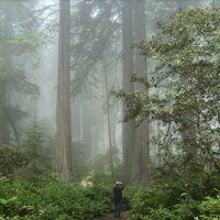 Redwood