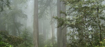 Redwood