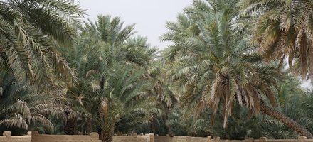Al Ain