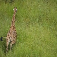 Garamba National Park