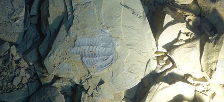 Chengjiang Fossil Site
