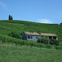 Vineyard Landscape of Piedmont by Els Slots
