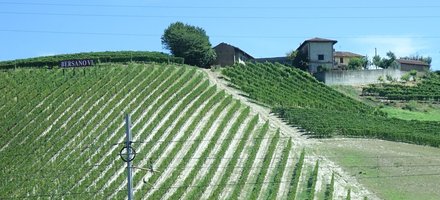 Vineyard Landscape of Piedmont