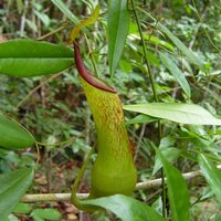 Mount Hamiguitan by Boj