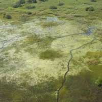 Okavango Delta by Els Slots