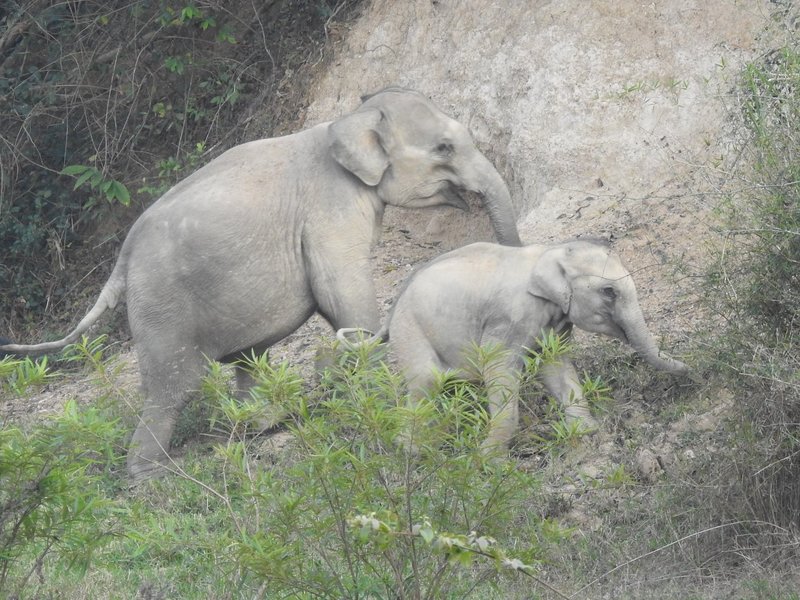 Kaeng Krachan Forest by Els Slots
