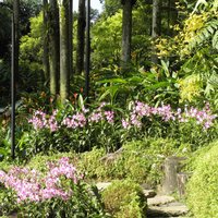 Singapore Botanic Gardens  by Els Slots