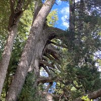 Los Alerces National Park by Els Slots