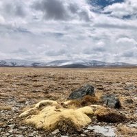 Qinghai Hoh Xil