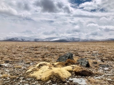 Qinghai Hoh Xil by Zos M