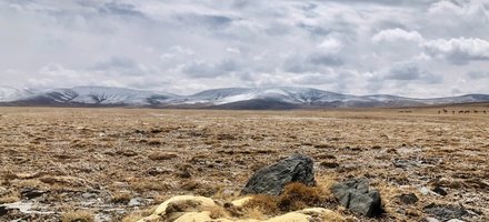 Qinghai Hoh Xil