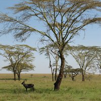 Serengeti by Els Slots