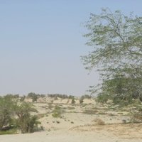 Al-Ahsa Oasis