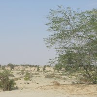 Al-Ahsa Oasis
