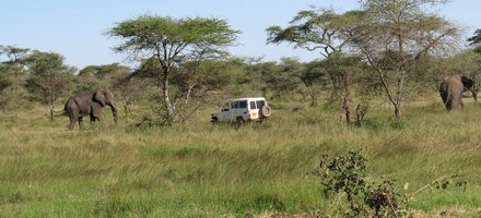 Serengeti