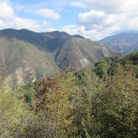 Hyrcanian Forests