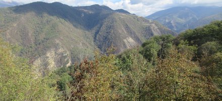 Hyrcanian Forests