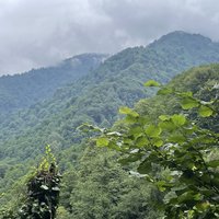 Colchic Rainforests and Wetlands by Kurt Lauer
