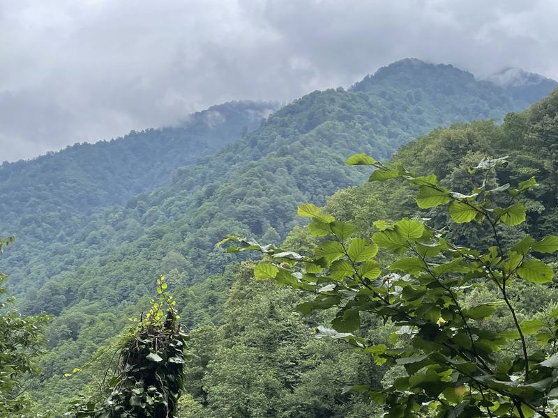 Colchic Rainforests and Wetlands : UNESCO World Heritage Site Travel Guide