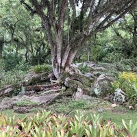 Sítio Roberto Burle Marx by Els Slots