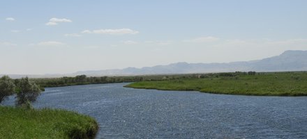 Tugay forests