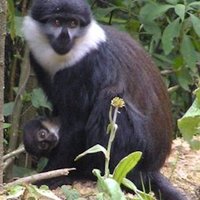 Nyungwe National Park