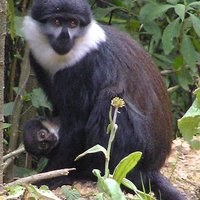 Nyungwe National Park by Solivagant