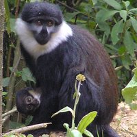 Nyungwe National Park by Solivagant