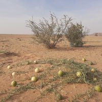 'Uruq Bani Ma'arid by Jarek Pokrzywnicki