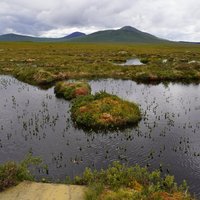 The Flow Country by Hubert
