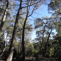 Tasmanian Wilderness