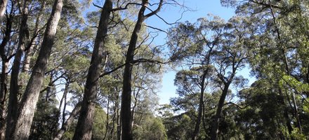 Tasmanian Wilderness