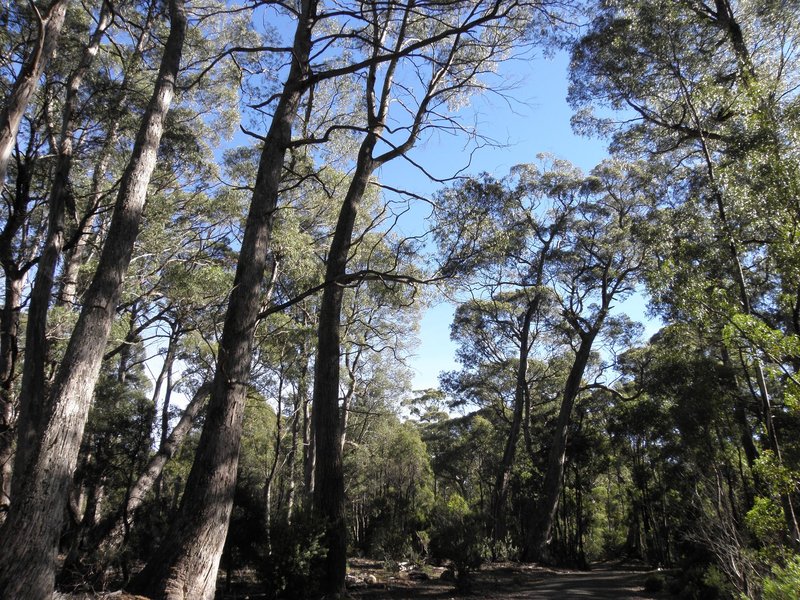 Tasmanian Wilderness by Els Slots