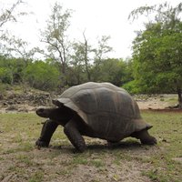 Aldabra Atoll by Roman Bruehwiler
