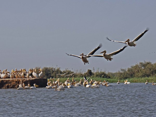 Djoudj by Luis Filipe Gaspar