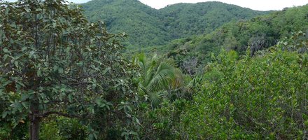 Vallée de Mai