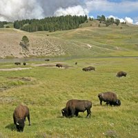Yellowstone by Luis Filipe Gaspar