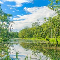 Chitwan National Park by Carlo Sarion