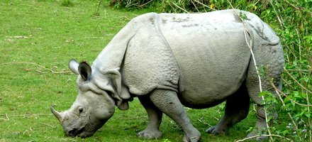 Chitwan National Park