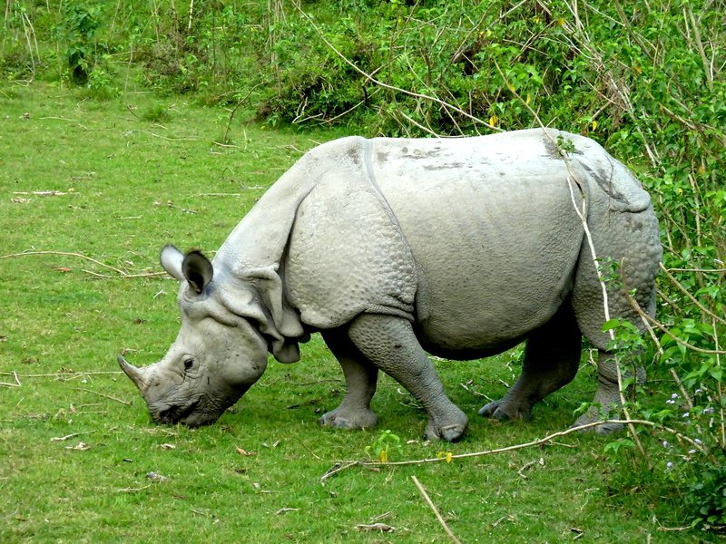 Chitwan National Park by Carlo Sarion