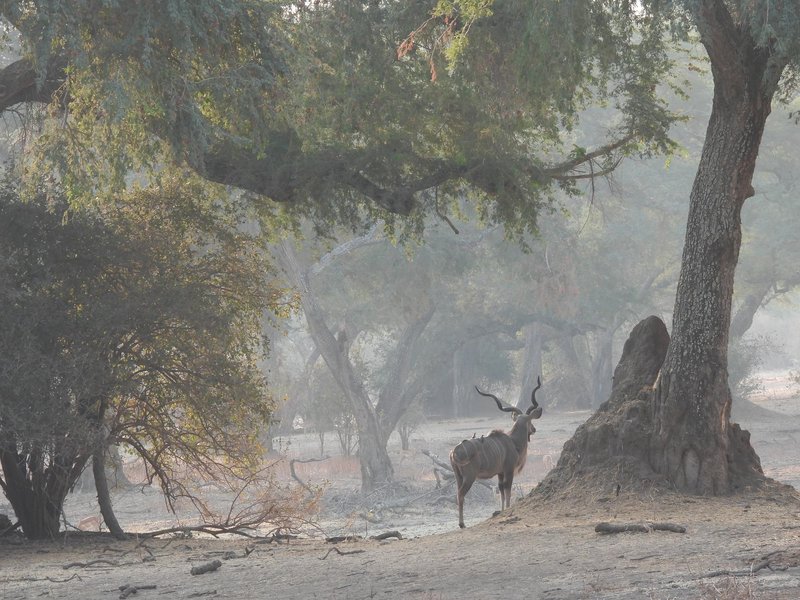 Mana Pools by Els Slots