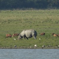 Kaziranga National Park
