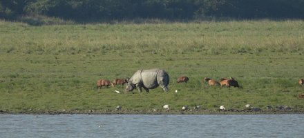 Kaziranga National Park