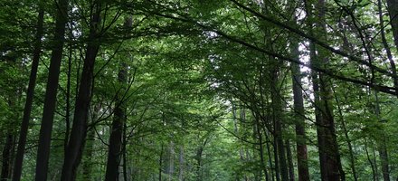 Białowieża Forest