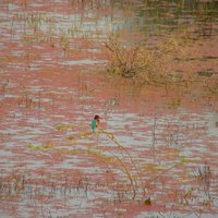 Keoladeo National Park