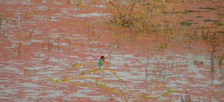 Keoladeo National Park
